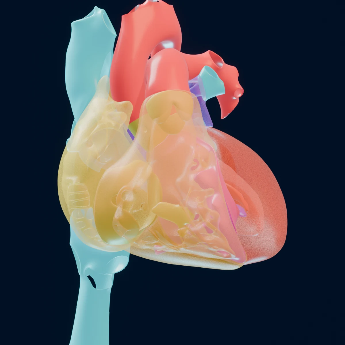 3D-Modell des Herzens — Ansicht zum Drehen und Zoomen