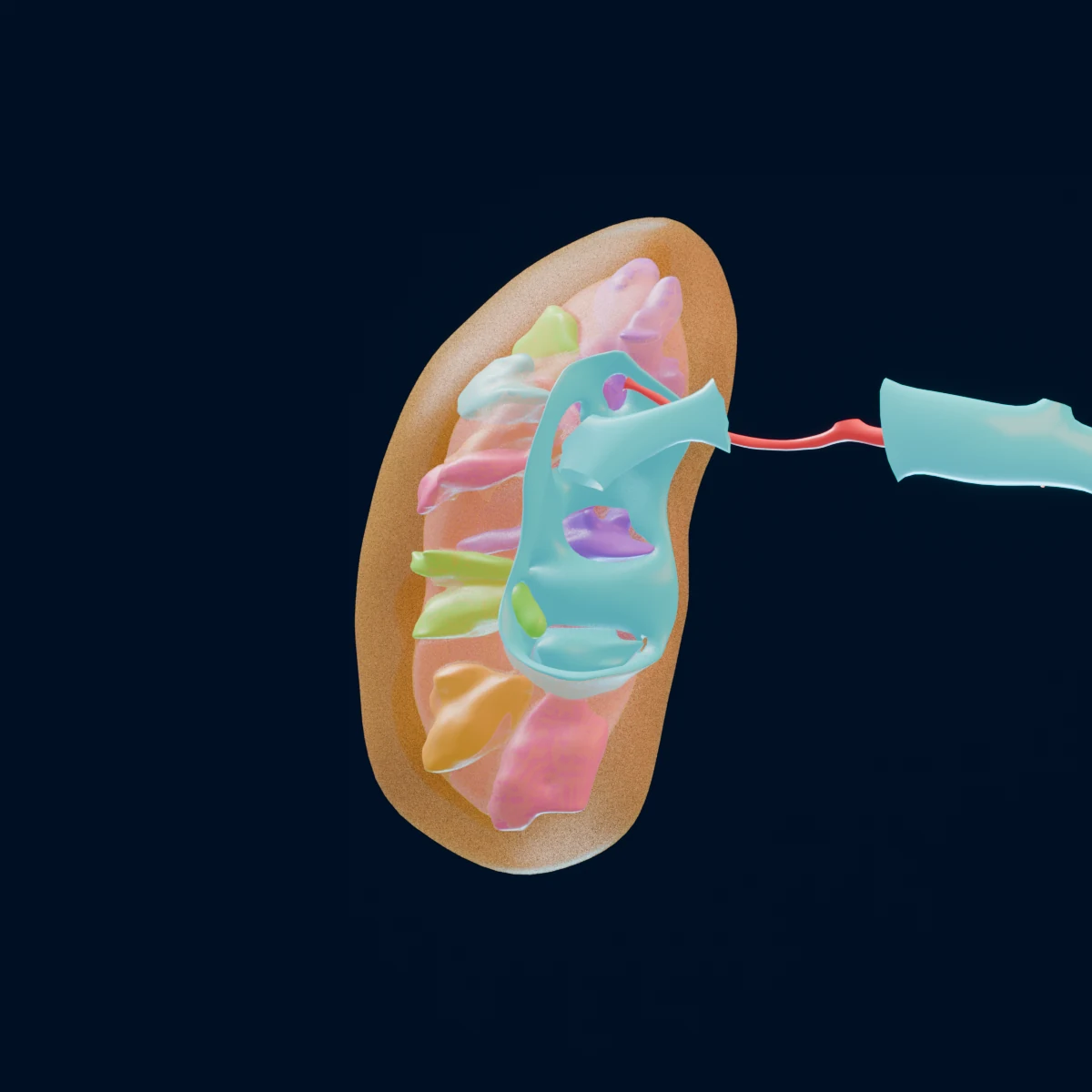 3D-Modell der Niere — Ansicht zum Drehen und Zoomen
